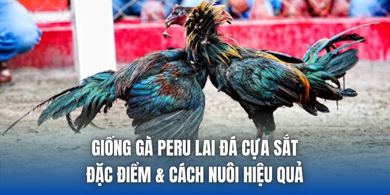 Giống Gà Peru Lai Đá Cựa Sắt – Đặc Điểm & Cách Nuôi Hiệu Quả - Getuxa