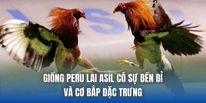 Giống Gà Peru Lai Đá Cựa Sắt – Đặc Điểm & Cách Nuôi Hiệu Quả - Getuxa