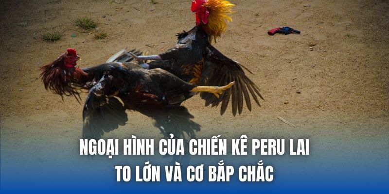 Giống Gà Peru Lai Đá Cựa Sắt – Đặc Điểm & Cách Nuôi Hiệu Quả - Getuxa