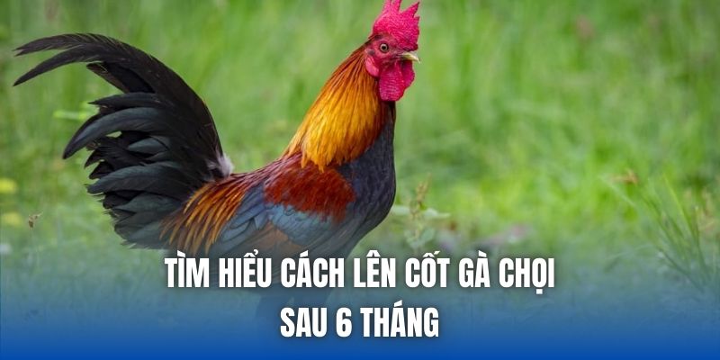 Cách Lên Cốt Gà Chọi Sau 6 Tháng Chuẩn Sư Kê Hiệu Quả - Getuxa