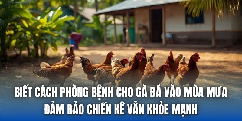 Phòng Bệnh Cho Gà Đá Vào Mùa Mưa Đúng Chuẩn Nhất 2026 - Getuxa