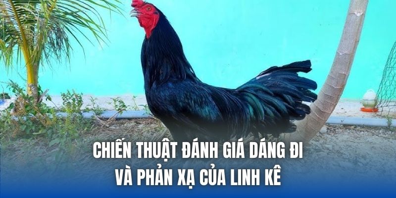 Gà Ô Chân Trắng Có Tốt Không? Cách Nhận Biết Chuẩn - Getuxa