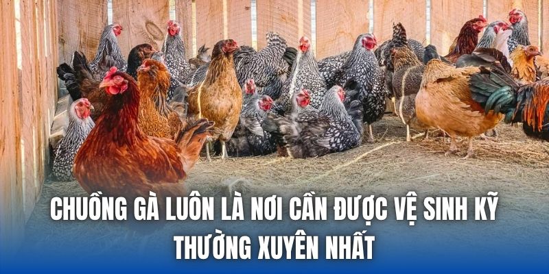 Phòng Bệnh Cho Gà Đá Vào Mùa Mưa Đúng Chuẩn Nhất 2026 - Getuxa