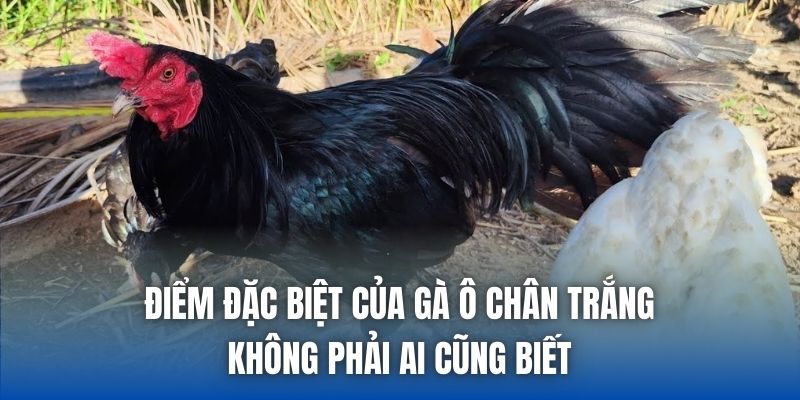 Gà Ô Chân Trắng Có Tốt Không? Cách Nhận Biết Chuẩn - Getuxa