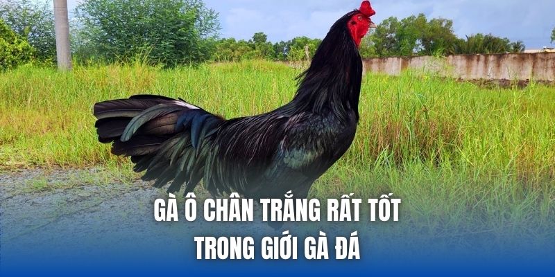 Gà Ô Chân Trắng Có Tốt Không? Cách Nhận Biết Chuẩn - Getuxa