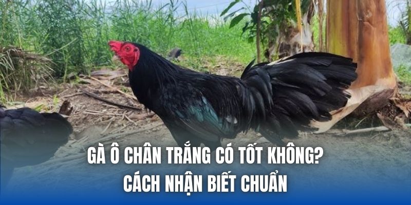 Gà Ô Chân Trắng Có Tốt Không? Cách Nhận Biết Chuẩn - Getuxa