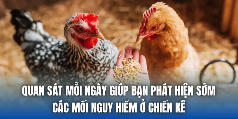Phòng Bệnh Cho Gà Đá Vào Mùa Mưa Đúng Chuẩn Nhất 2026 - Getuxa