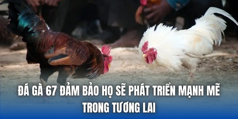 Trực Tiếp Đá Gà 67 Có Gì Hấp Dẫn Mà Bạn Chưa Biết? - Getuxa
