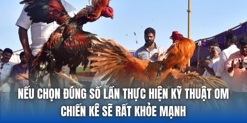 Om Gà Chọi Mấy Lần 1 Ngày Cho Đúng Chuẩn Nhất? - Getuxa
