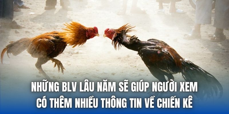 Trực Tiếp Đá Gà 67 Có Gì Hấp Dẫn Mà Bạn Chưa Biết? - Getuxa