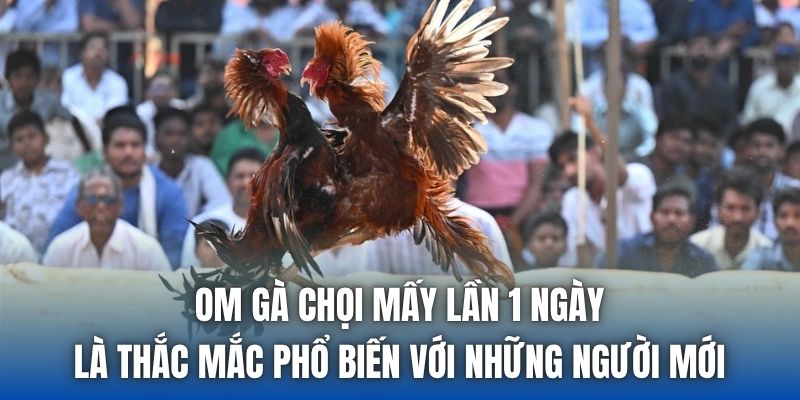 Om Gà Chọi Mấy Lần 1 Ngày Cho Đúng Chuẩn Nhất? - Getuxa