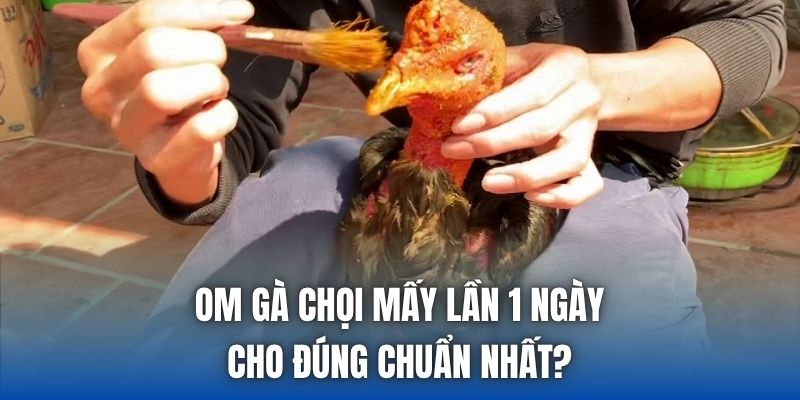 Om Gà Chọi Mấy Lần 1 Ngày Cho Đúng Chuẩn Nhất? - Getuxa