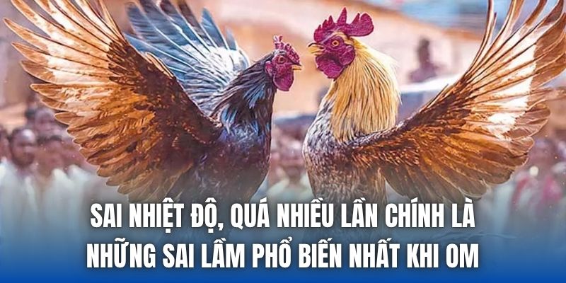 Om Gà Chọi Mấy Lần 1 Ngày Cho Đúng Chuẩn Nhất? - Getuxa