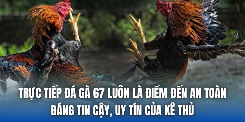 Trực Tiếp Đá Gà 67 Có Gì Hấp Dẫn Mà Bạn Chưa Biết? - Getuxa