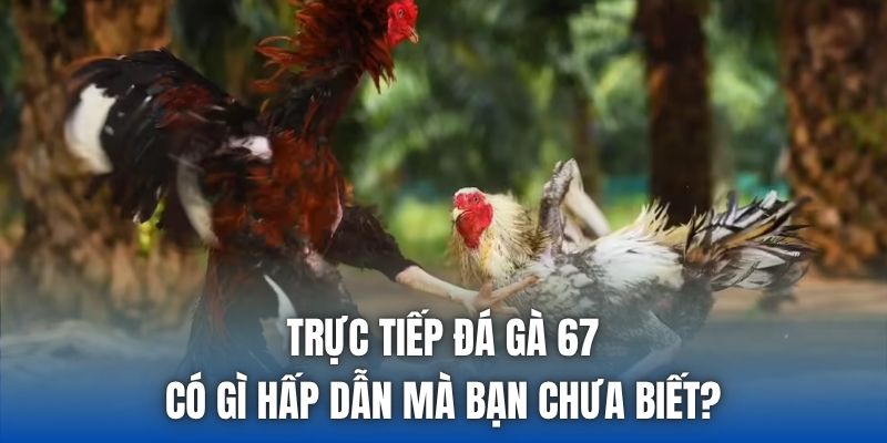 Trực Tiếp Đá Gà 67 Có Gì Hấp Dẫn Mà Bạn Chưa Biết? - Getuxa