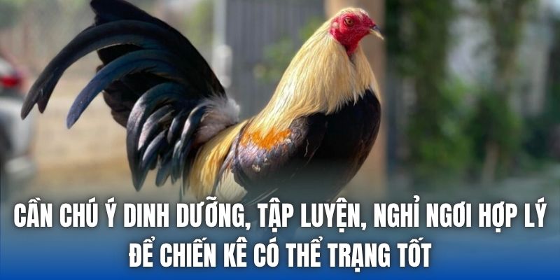 Vảy Gà Đại Giáp | Cách Xem Tướng Chiến Kê Bất Bại - Getuxa