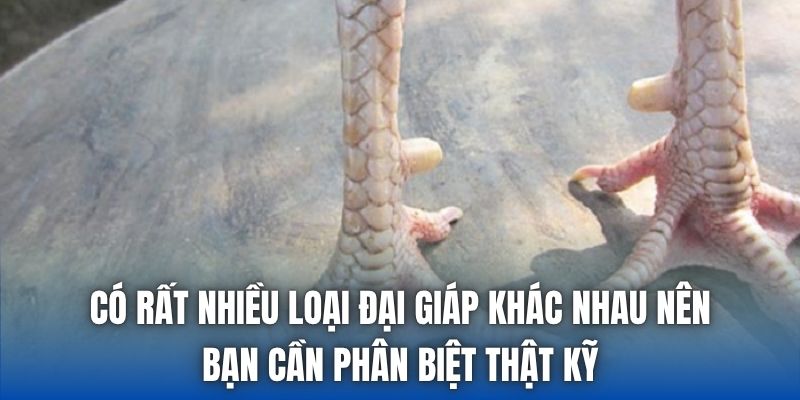 Vảy Gà Đại Giáp | Cách Xem Tướng Chiến Kê Bất Bại - Getuxa