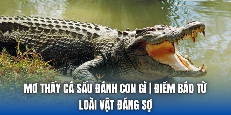 Mơ Thấy Cá Sấu Đánh Con Gì | Điềm Báo Từ Loài Vật Đáng Sợ - Getuxa