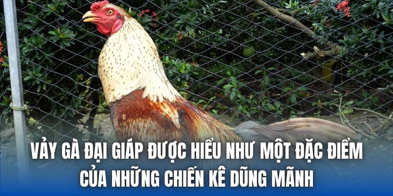 Vảy Gà Đại Giáp | Cách Xem Tướng Chiến Kê Bất Bại - Getuxa