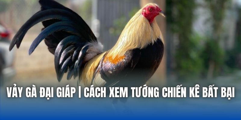 Vảy Gà Đại Giáp | Cách Xem Tướng Chiến Kê Bất Bại - Getuxa