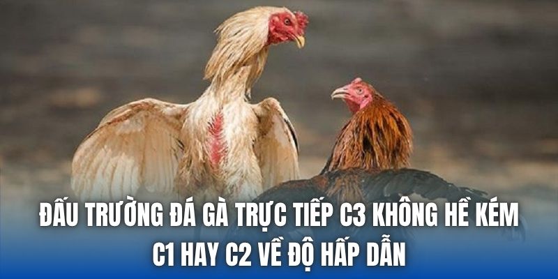 Đá Gà Trực Tiếp C3 | Thế Giới Riêng Của Kê Thủ - Getuxa