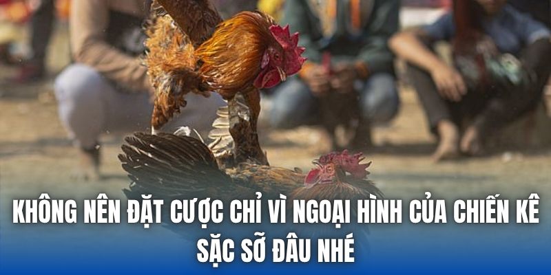 Đá Gà Trực Tiếp C3 | Thế Giới Riêng Của Kê Thủ - Getuxa