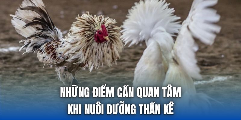 Gà Chọi Đòn Hiểm Nổi Tiếng - Những Thế Đánh Đáng Chú Ý - Getuxa